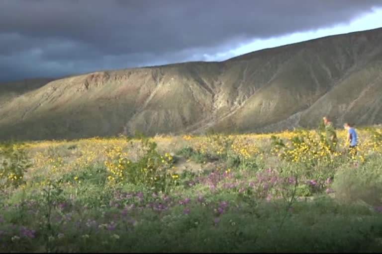 'Super bloom' paints California deserts