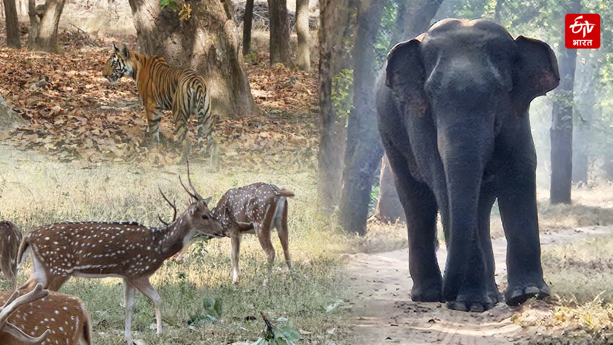 BANDHAVGARH NEW YEAR CELEBRATIONS