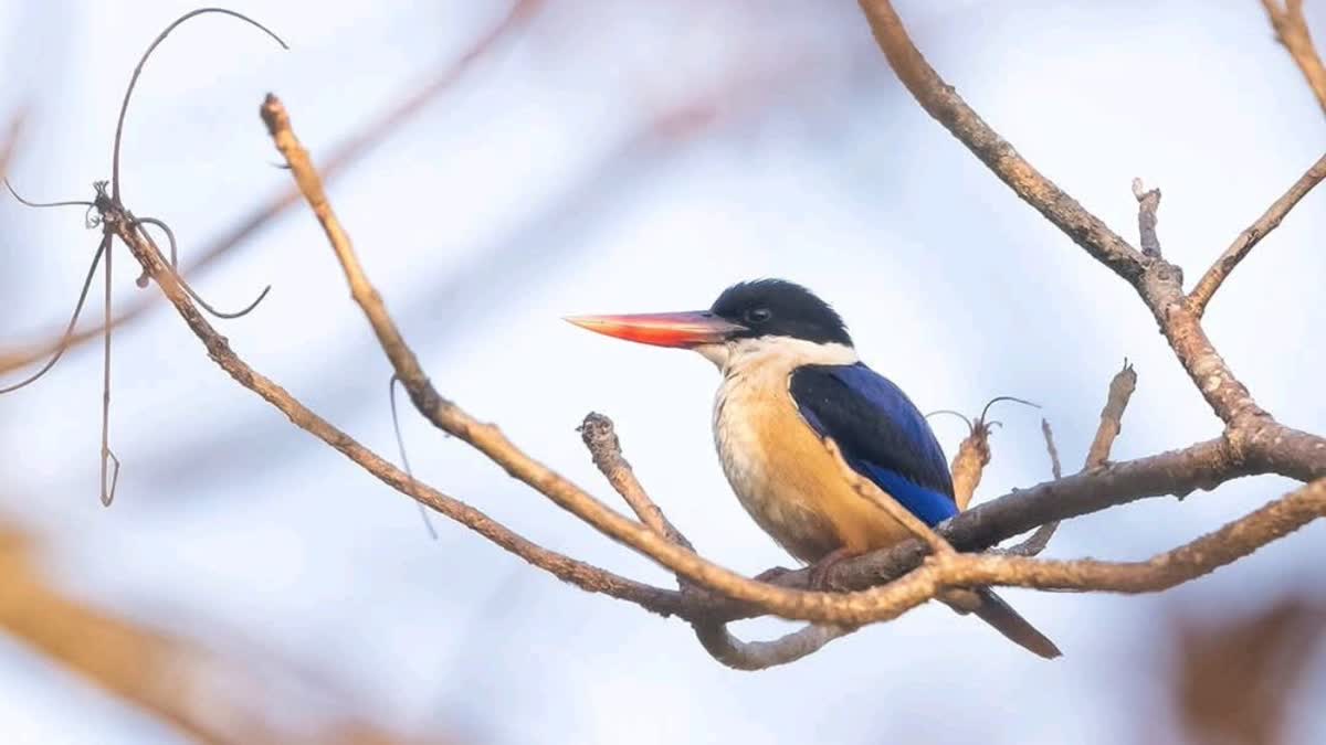 Courtesy Dr Dilip Verma photographer