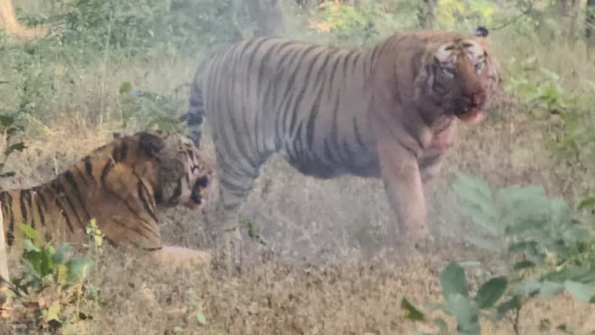 Bloody Fight 2 Tigers