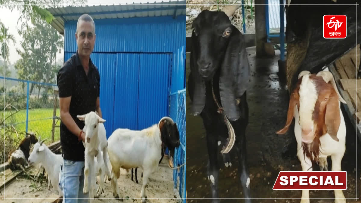 Goat Farming at Kaliabor