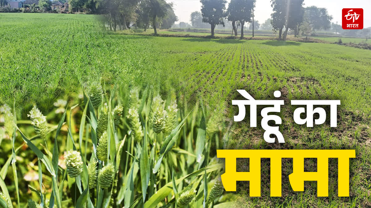 WEEDS HARMFUL WHEAT CROP