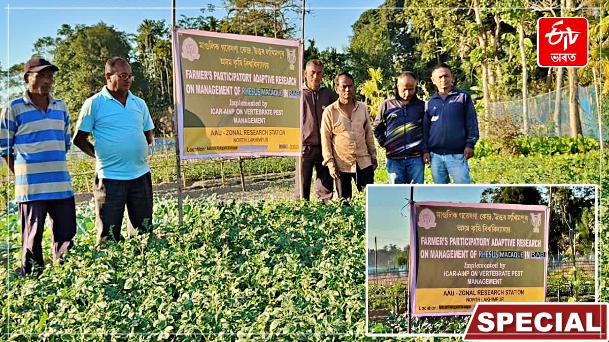 preventing monkey attacks in rabi crop