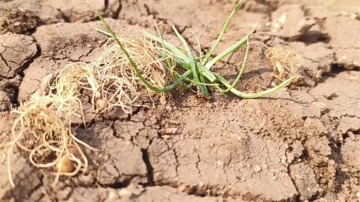 સુરેન્દ્રનગર જિલ્લામાં ભરશિયાળે માવઠાથી જીરાના પાકમાં સુકારો, ખેડૂતો પર ચિંતાના વાદળ છવાયા