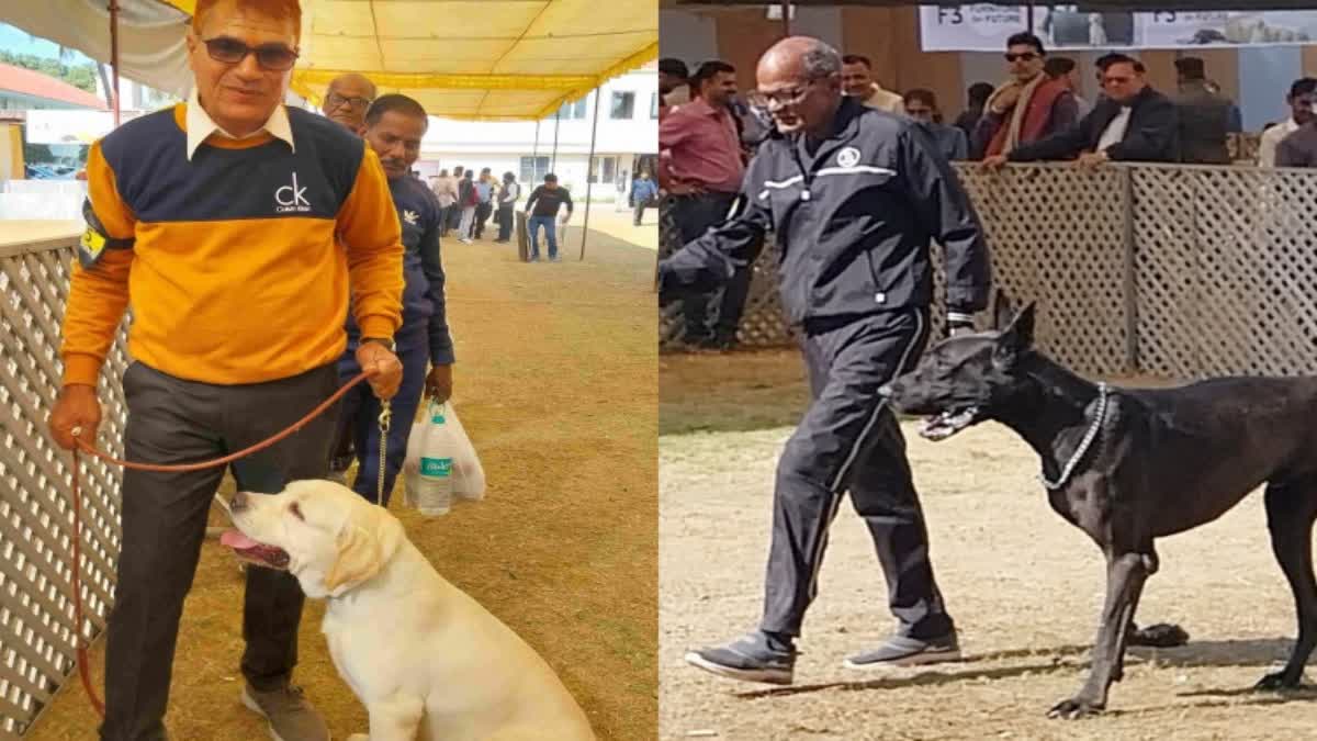 Jabalpur dogs training session