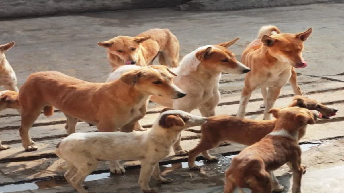 आवारा कुत्तों की गिनती का मामला