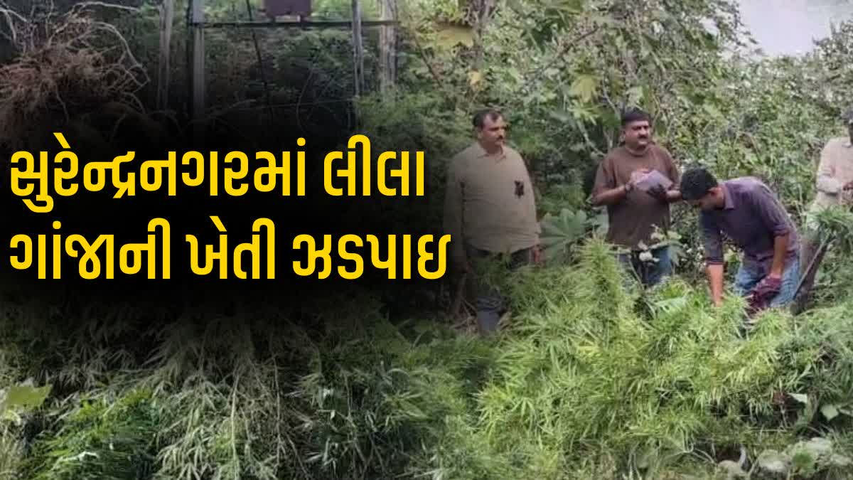 સુરેન્દ્રનગરમાં ગાંજાનું ખેતર ઝડપાયું