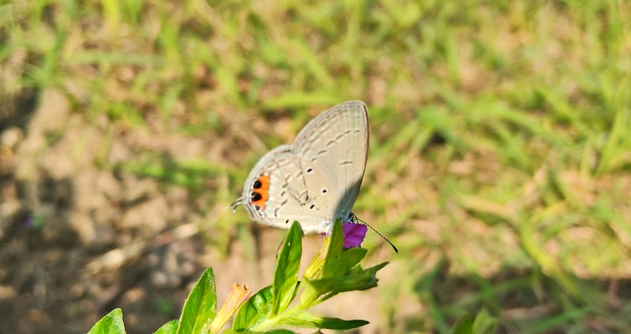Butterfly Park In Gaya