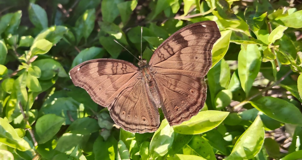 Butterfly Park In Gaya