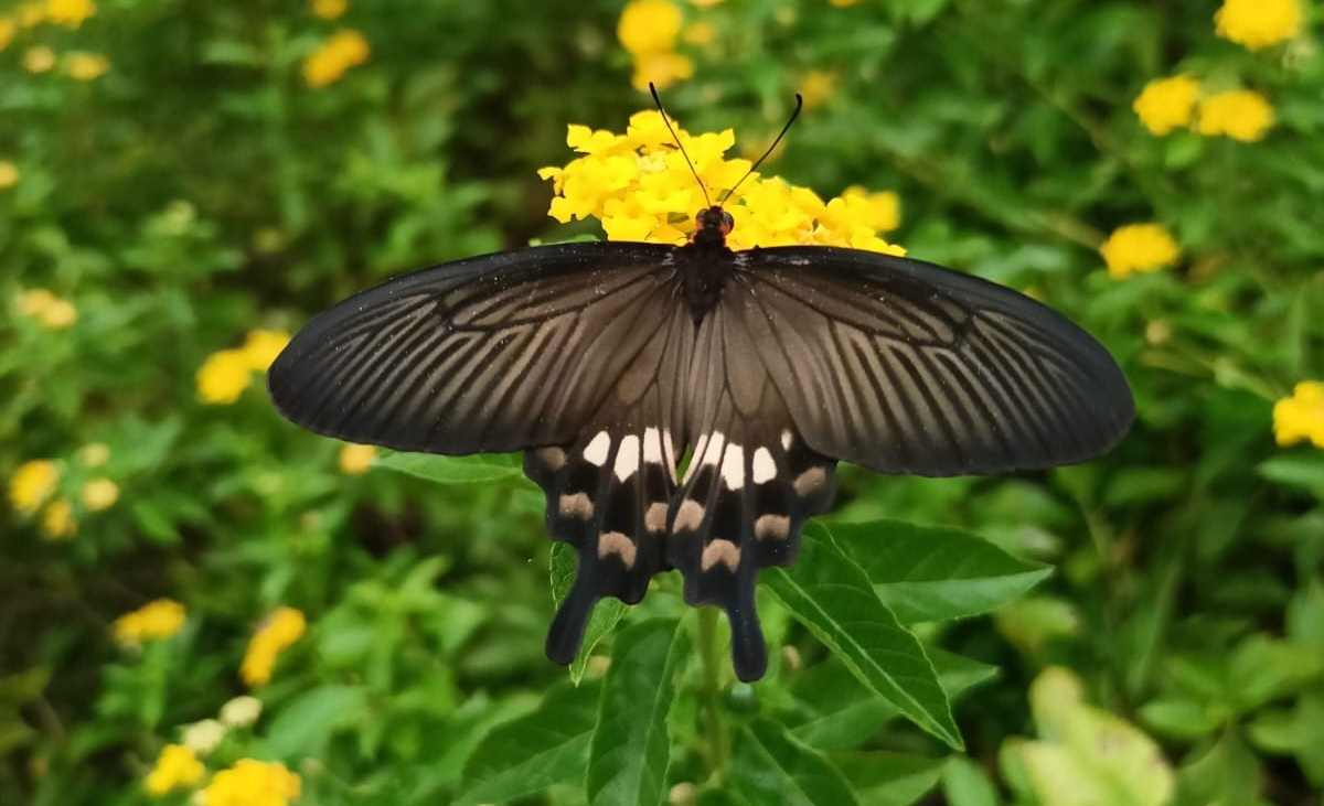 Butterfly park gaya