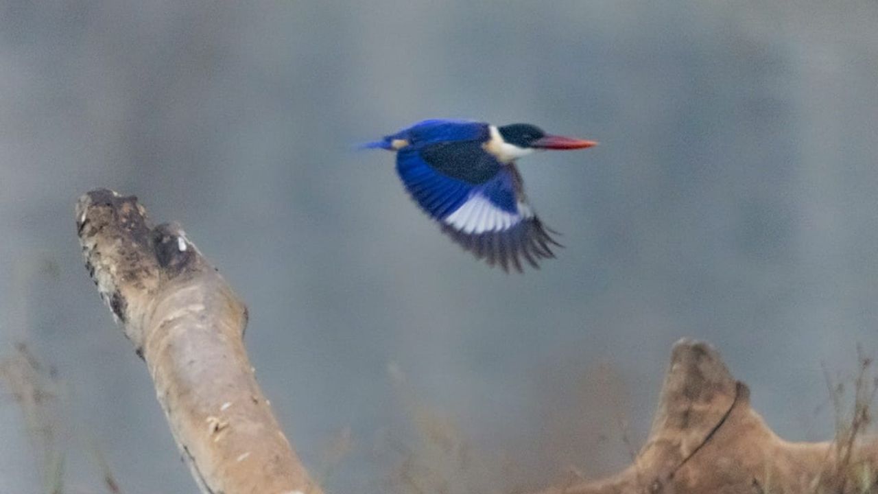 Courtesy Dr Dilip Verma photographer