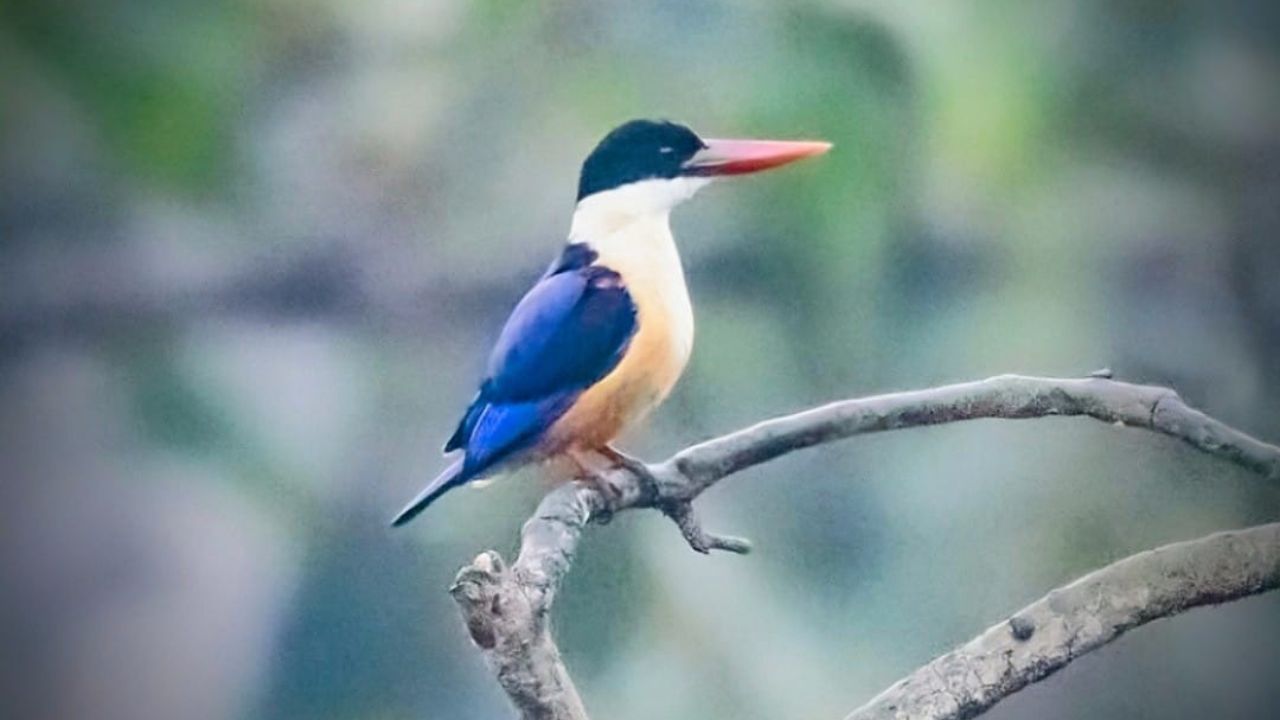 Courtesy Dr Dilip Verma photographer