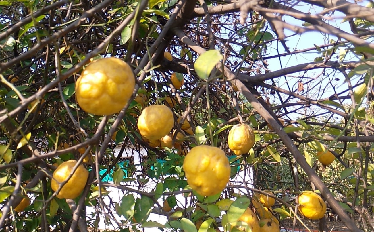 SAGAR KINNOW USED IN PICKLES