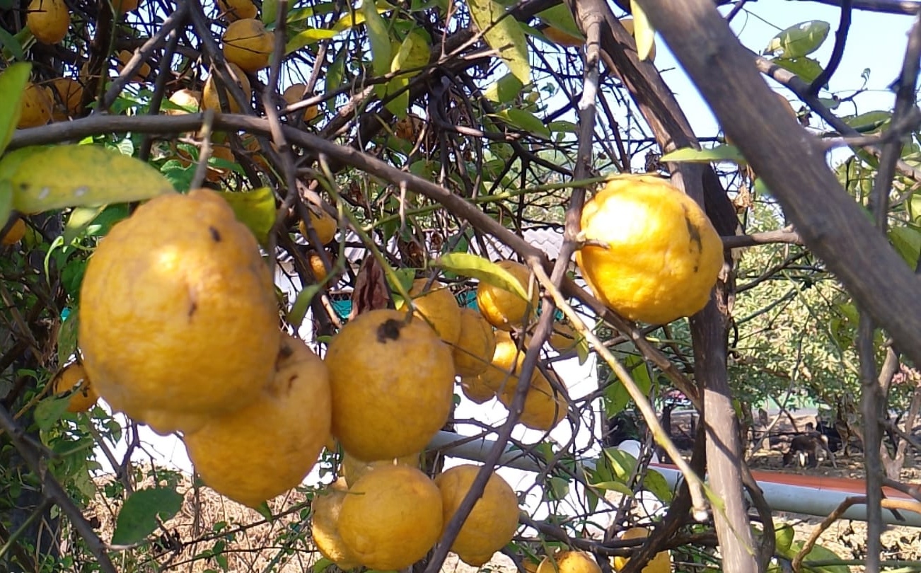 CALIFORNIA FRUIT PLANT GROWN TREE