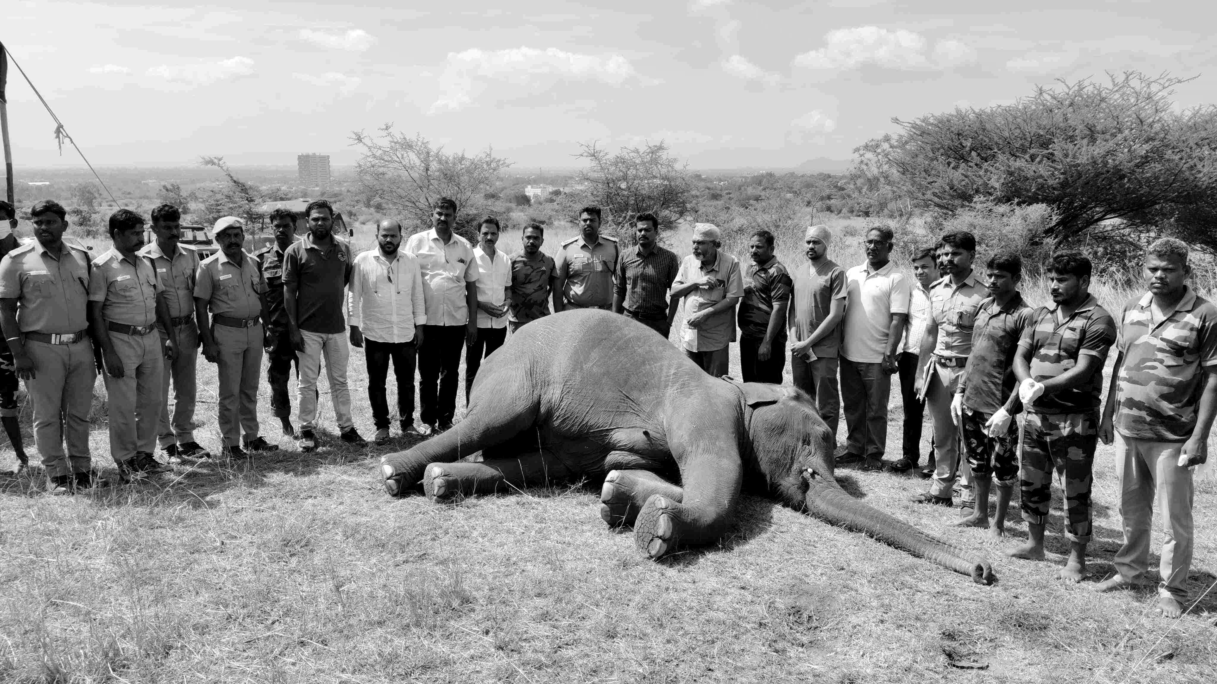 உயிரிழந்த யானையை சுற்றி உள்ள வனத்துறை அதிகாரிகள் உள்ளிட்டோர்