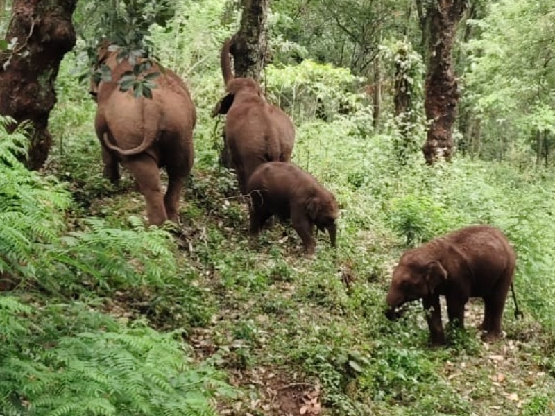 யானைகள் சுற்றித் திரியும் காட்சி
