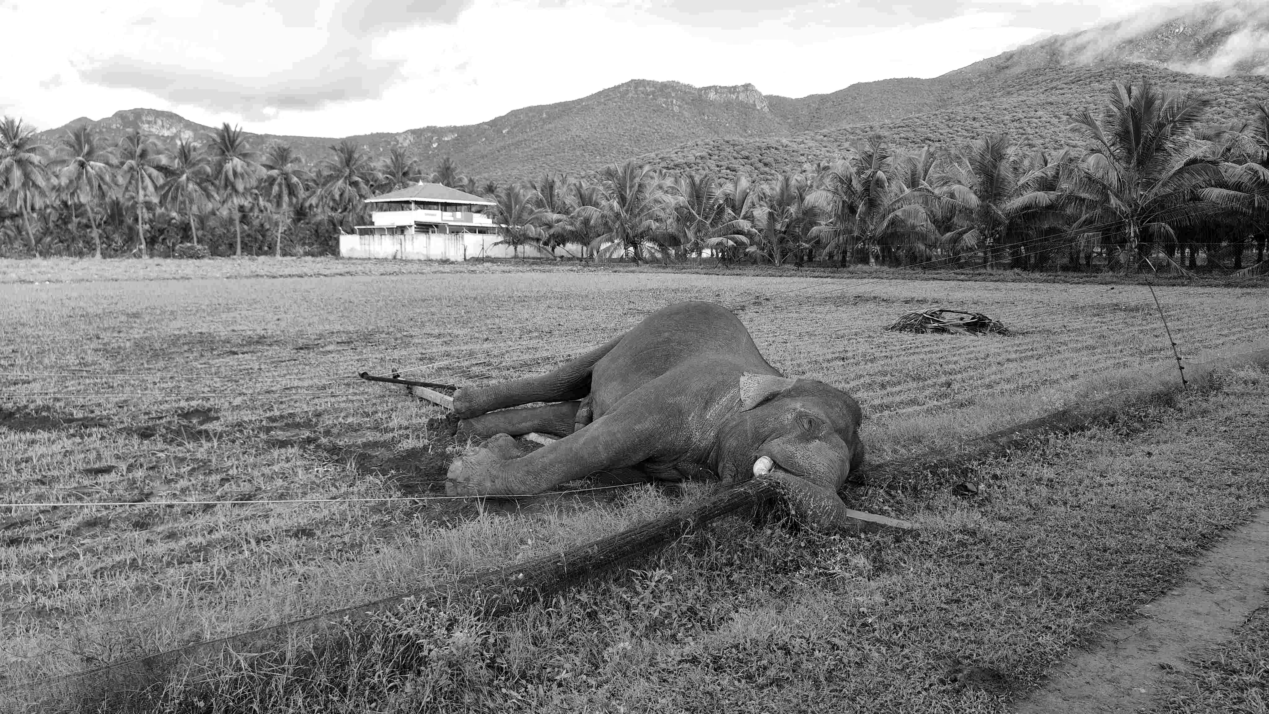 உயிரிழந்த யானை