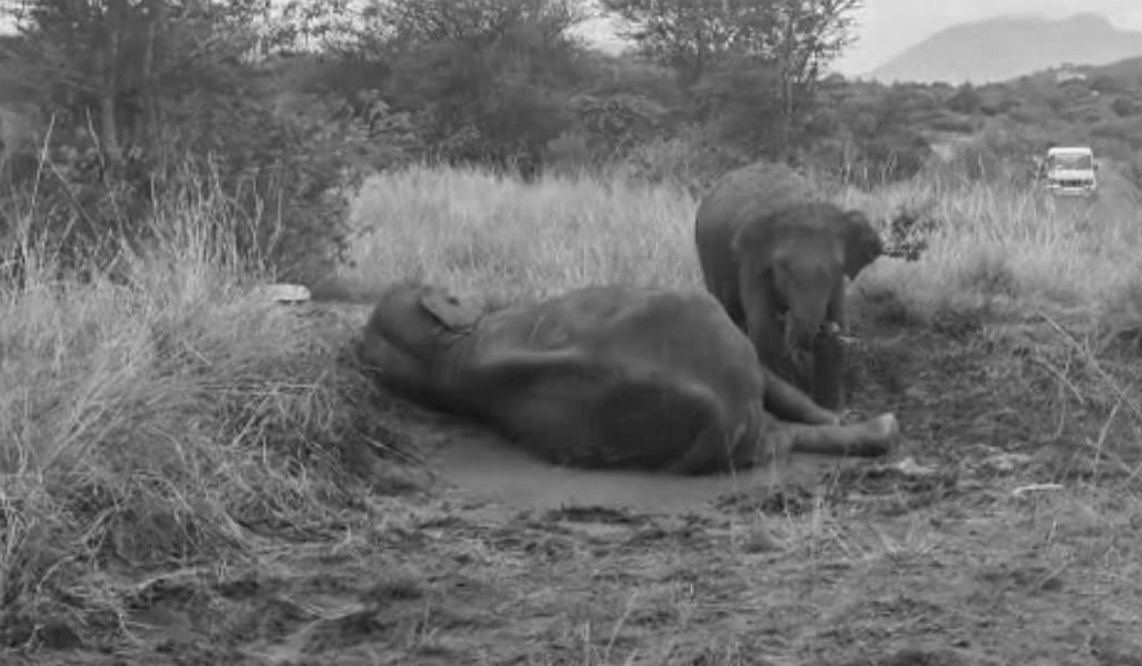 உயிரிழந்த யானையை அதன் குட்டி யானை சுற்றி வரும் காட்சி