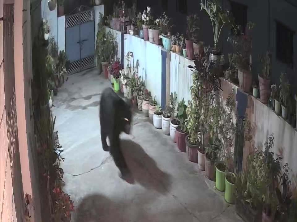 Bear Attack in Rishikeh