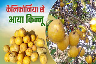 SAGAR KINNOW FRUIT TREE