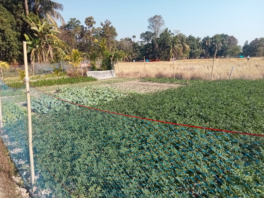 preventing monkey attacks in rabi crop