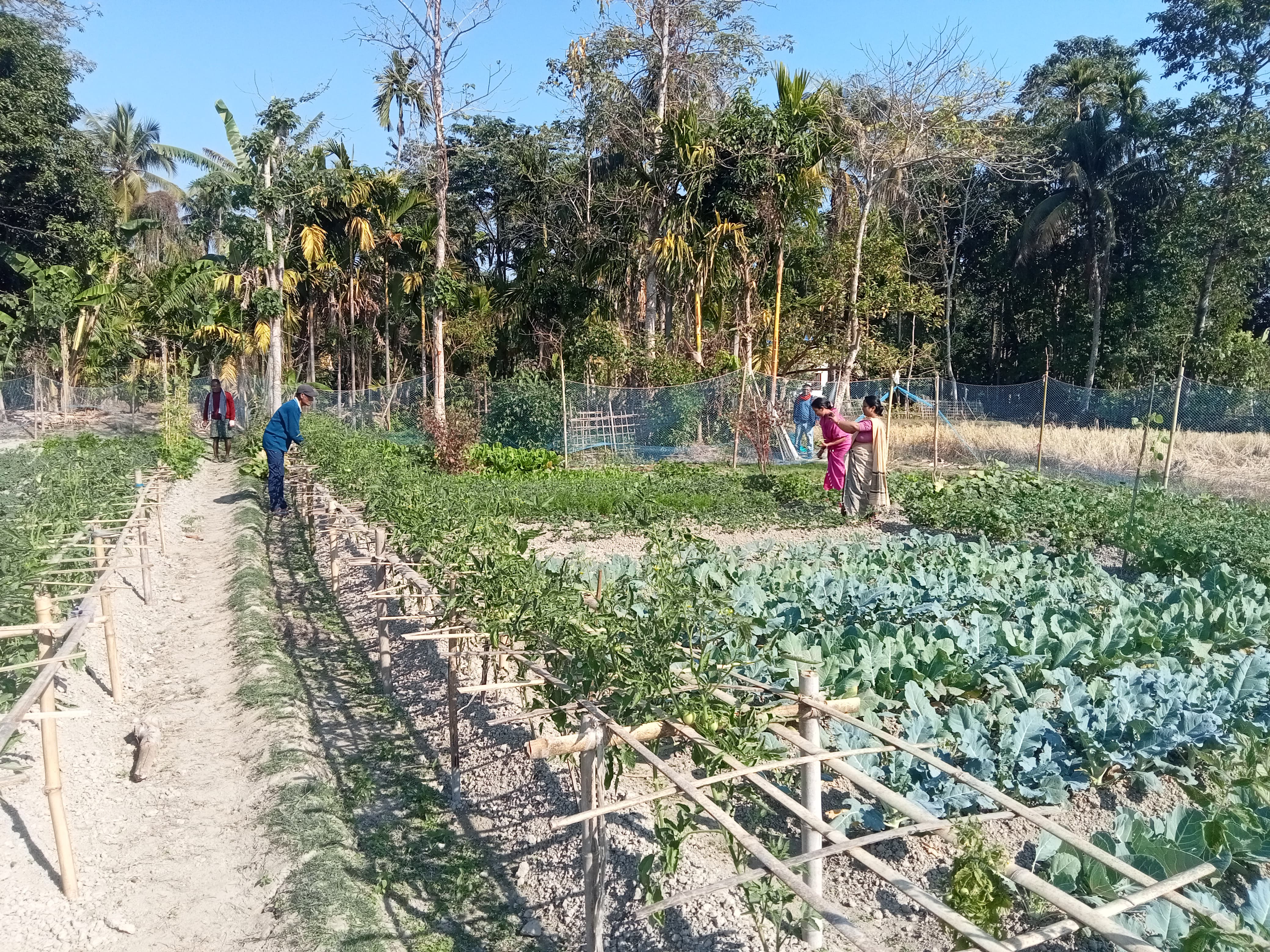 preventing monkey attacks in rabi crop