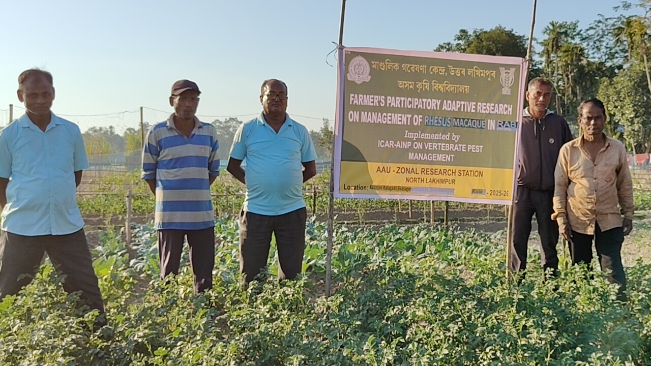 preventing monkey attacks in rabi crop