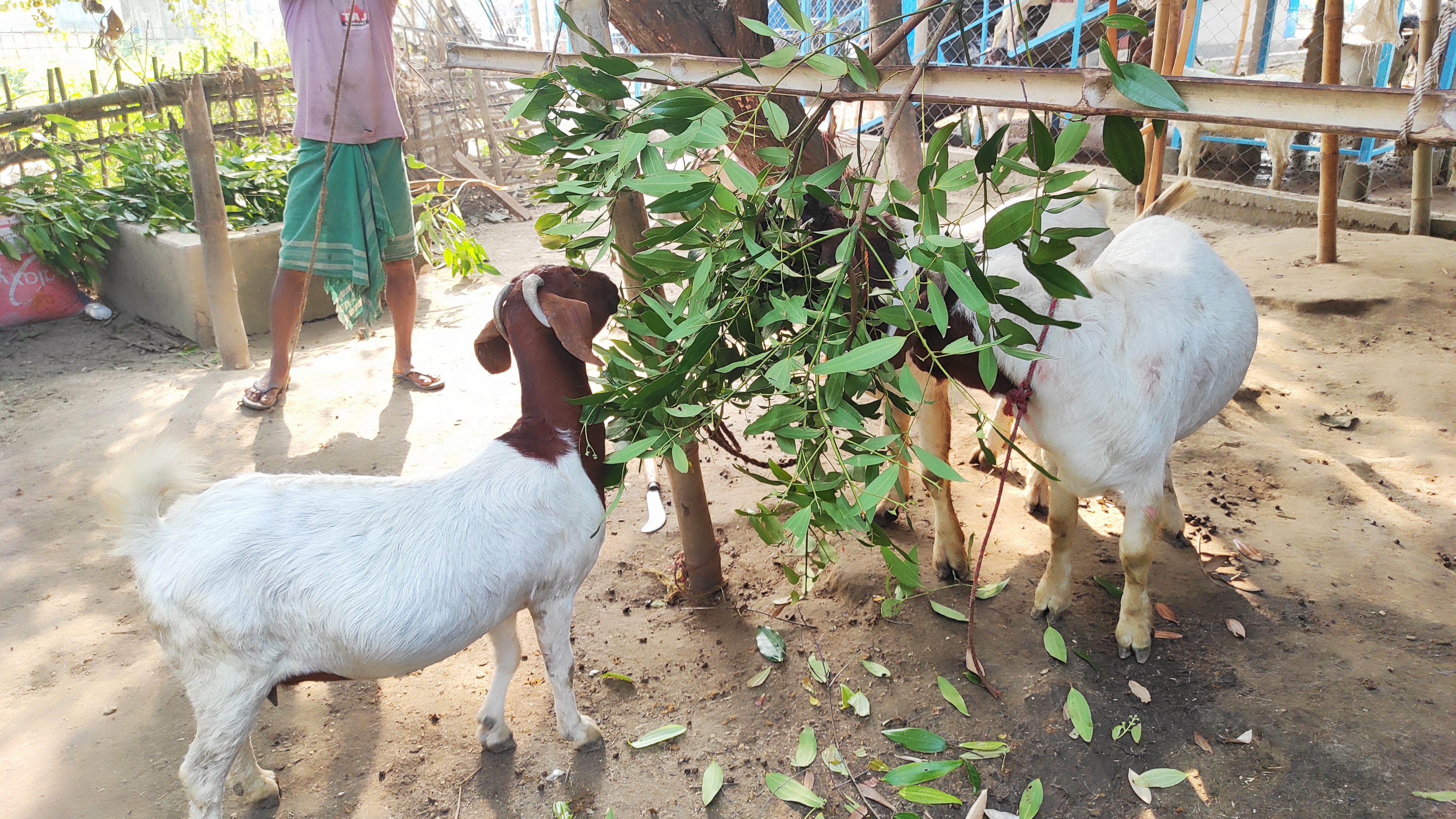 Goat Farming at Kaliabor