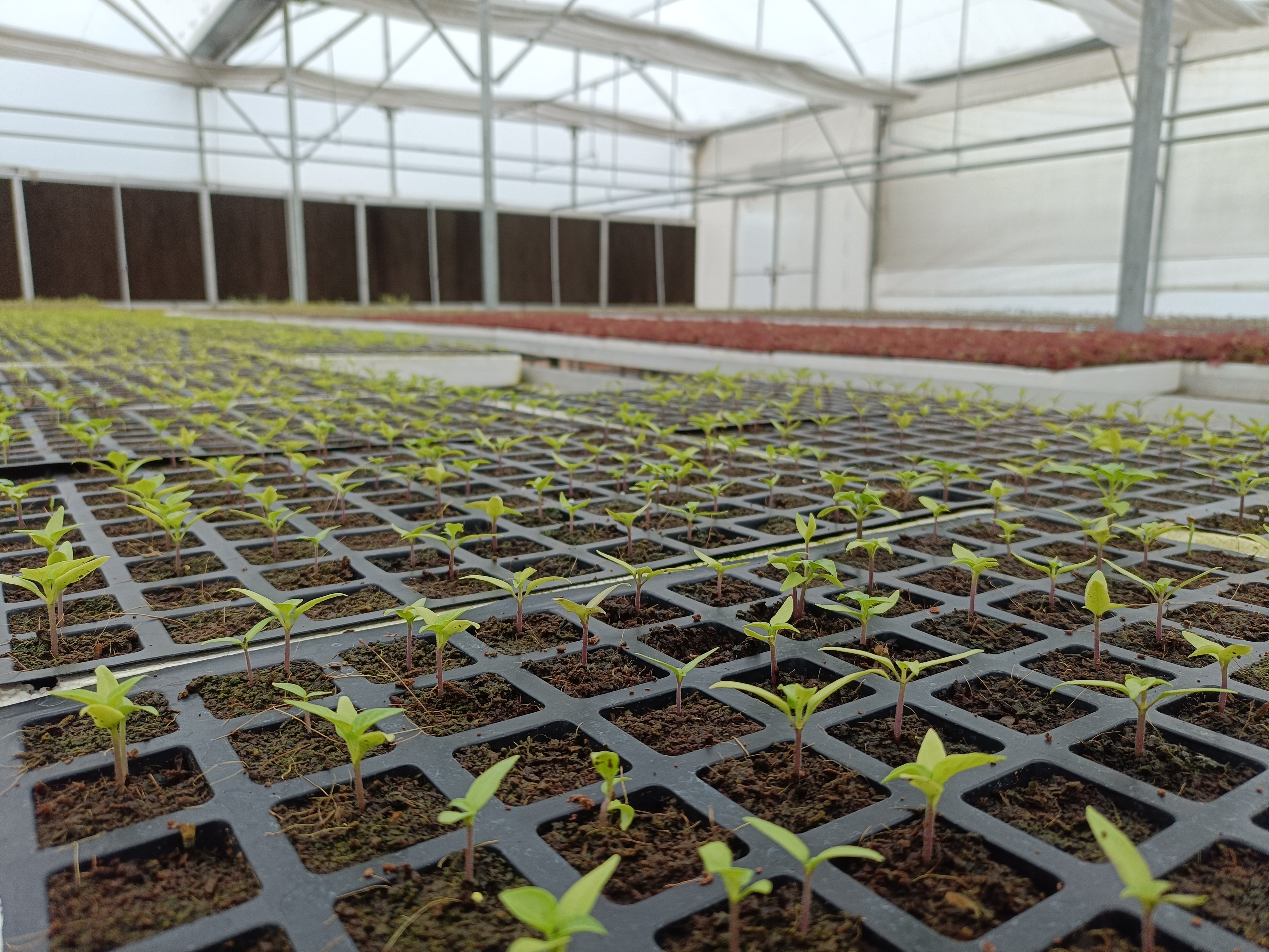 Some information about the Centre of Excellence for Vegetables in Khetri