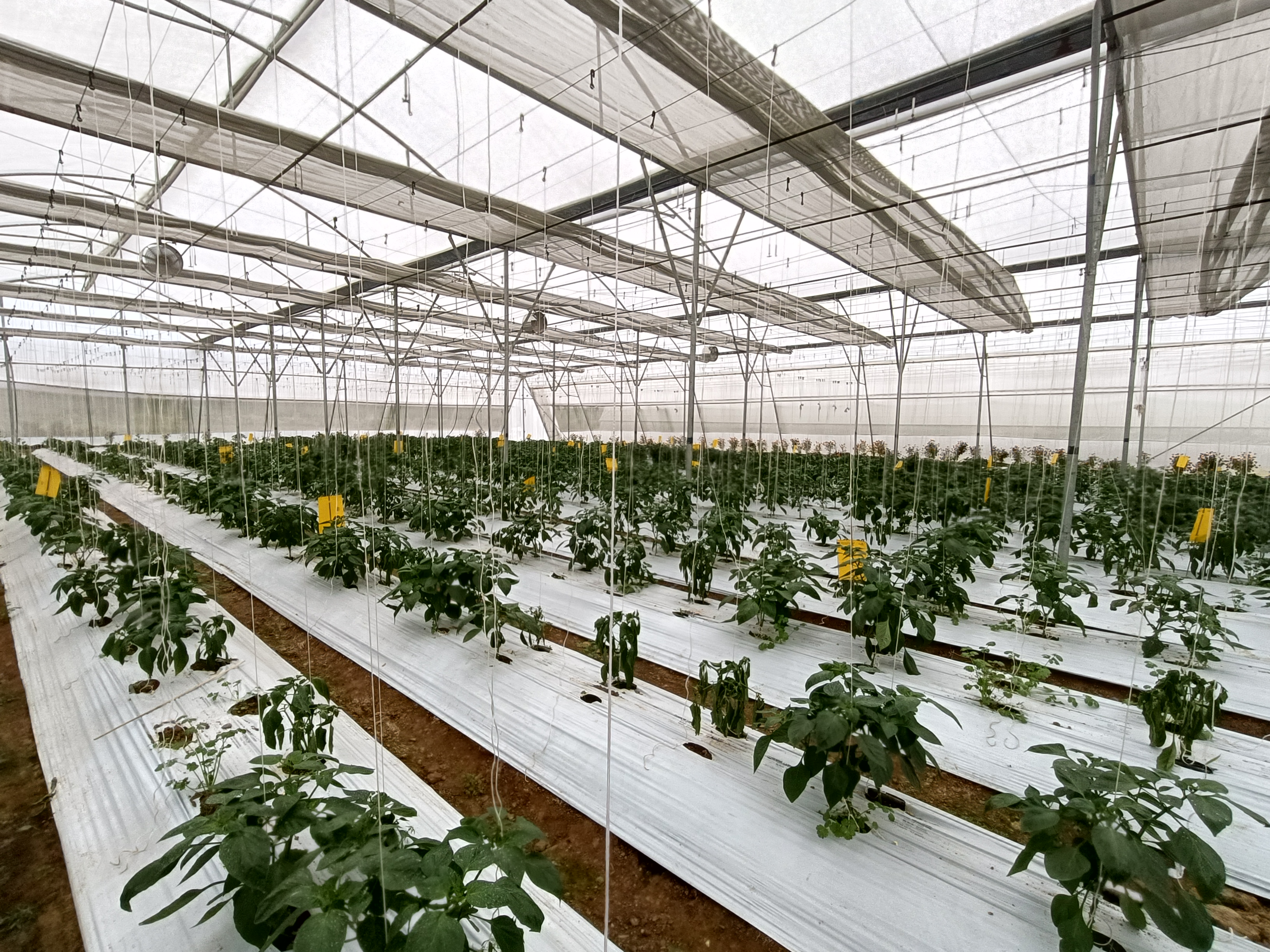 Some information about the Centre of Excellence for Vegetables in Khetri