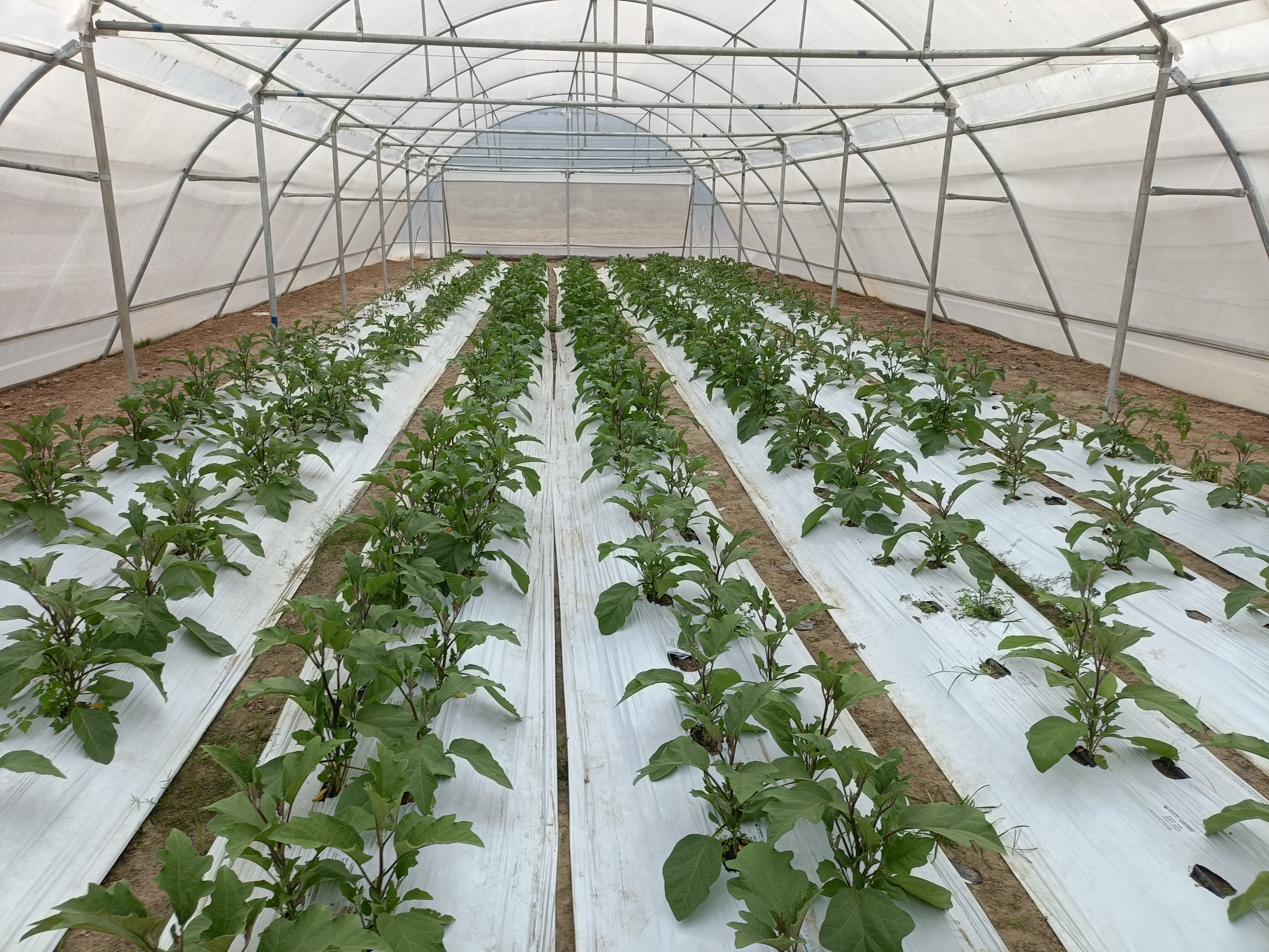 Some information about the Centre of Excellence for Vegetables in Khetri