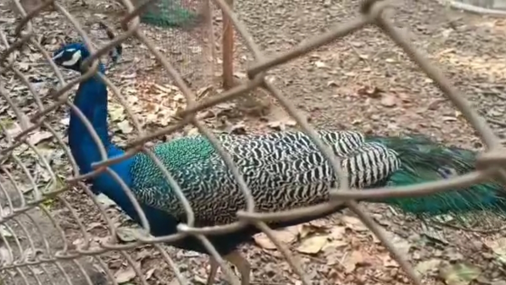 New Year 2026 Surguja