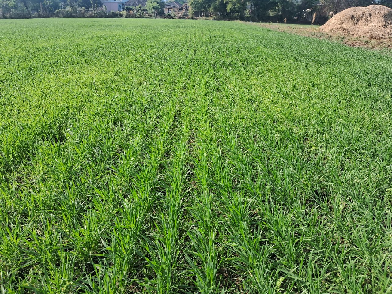 GULLI DANDA WEED HARMFUL TO WHEAT