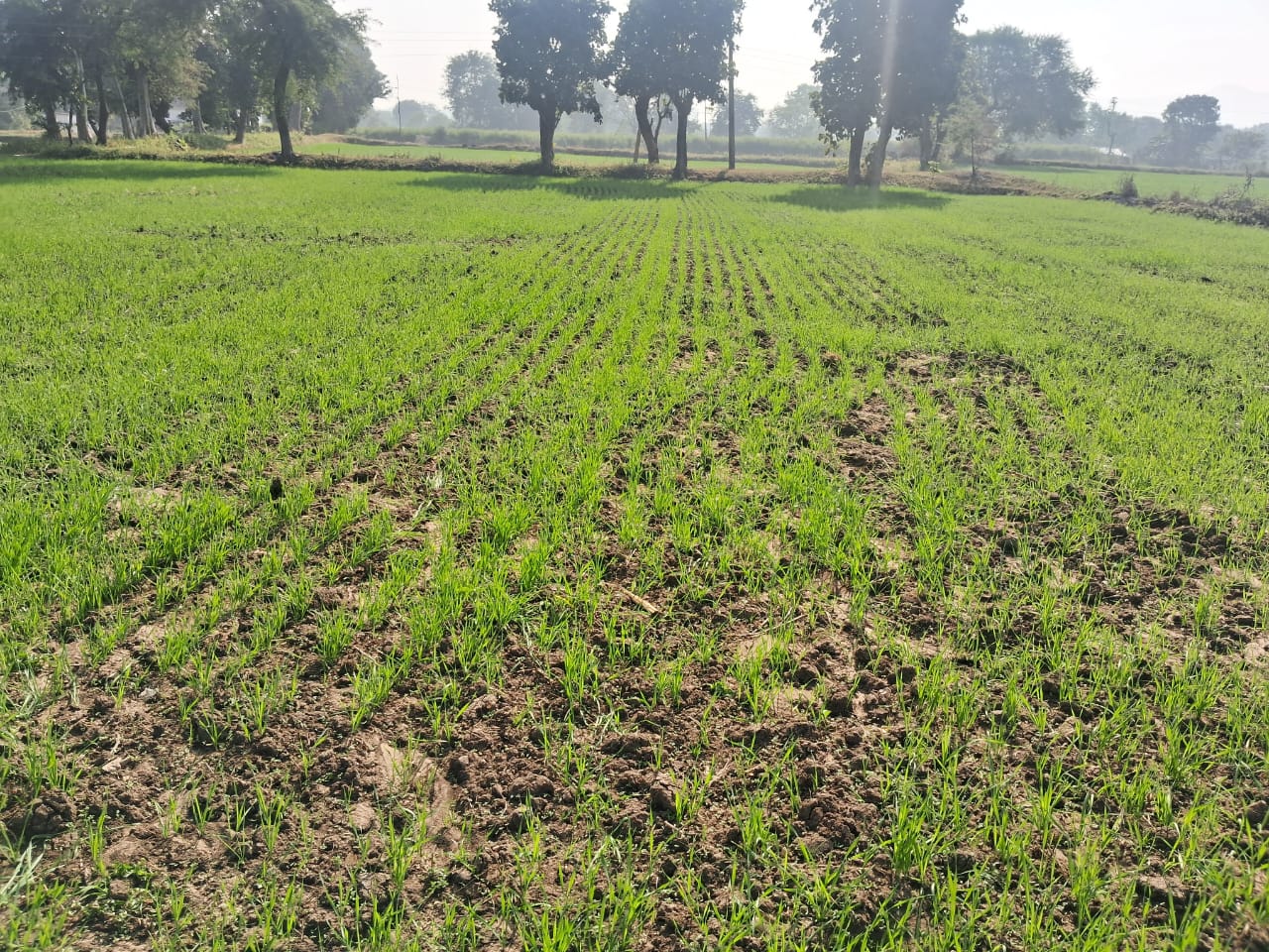 WEEDS DAMAGE WHEAT CROPS