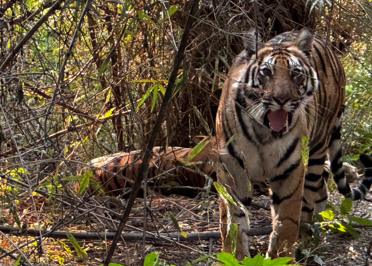 MANY TOURISTS VISIT BANDHAVGARH