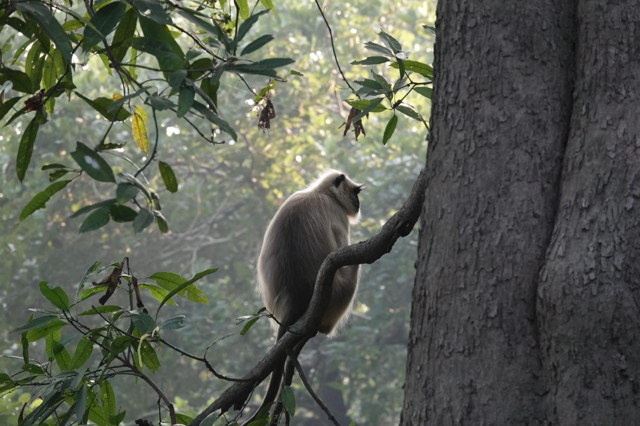 BANDHAVGARH RESERVE JUNGLE SAFARI