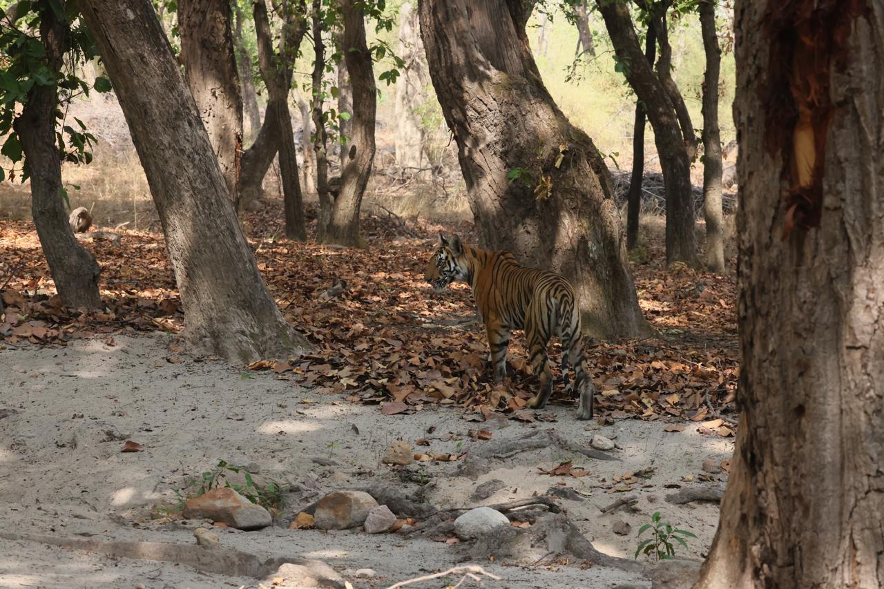 BANDHAVGARH RESERVE JUNGLE SAFARI