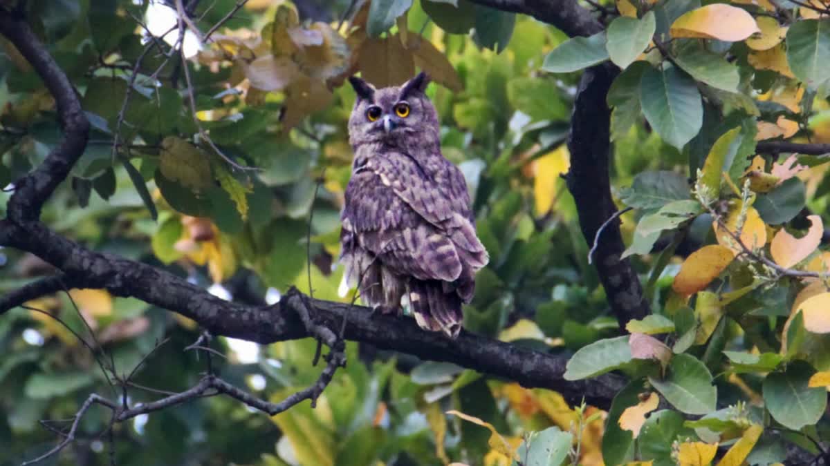 Corbett Park Dusky Eagle