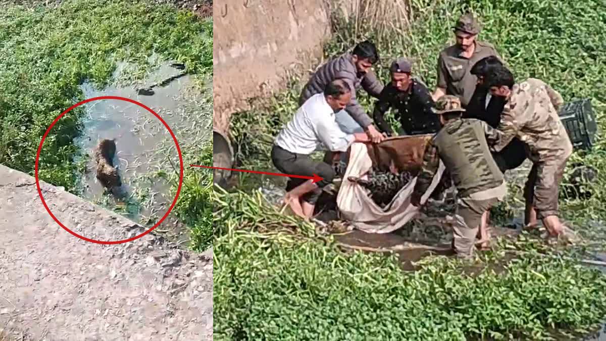 जोगीबन एरिया से रेस्क्यू किया गया था कुत्ता