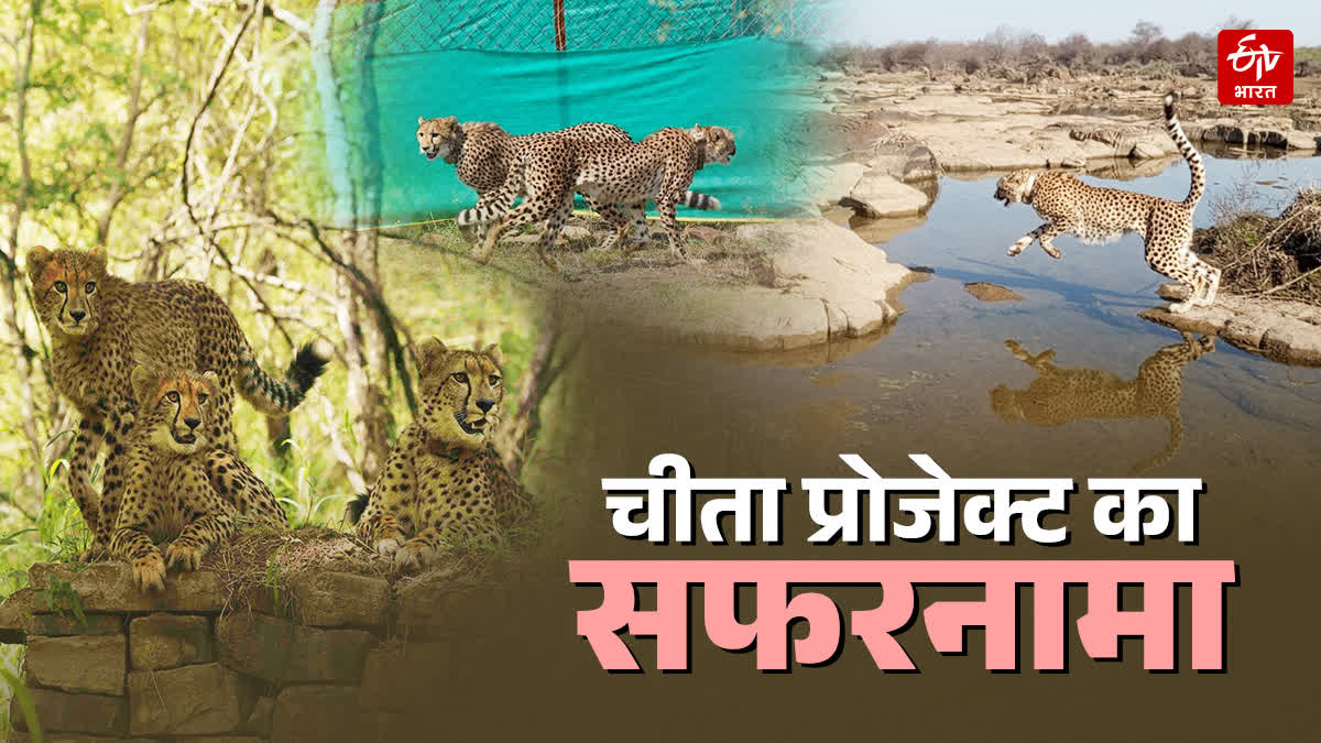 CHEETAH REHABILITATION PROJECT