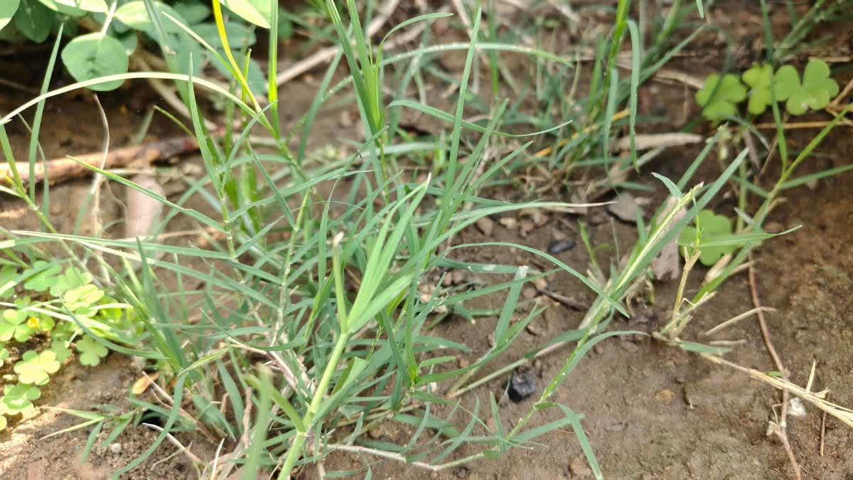 DURVA OR DUBI MEDICINAL IMPORTANCE