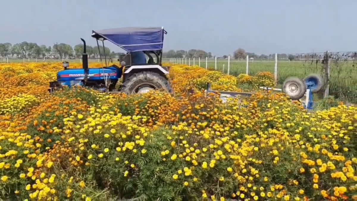 Farmer Destroy Marigold Cultivation