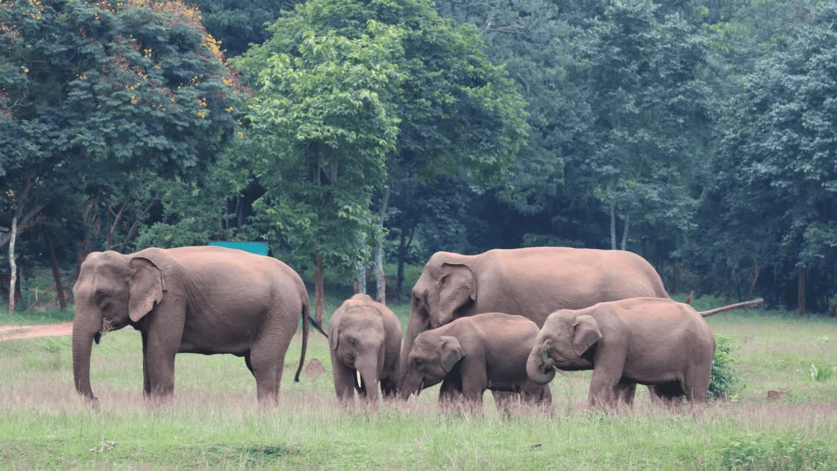 Elephant Attack Death