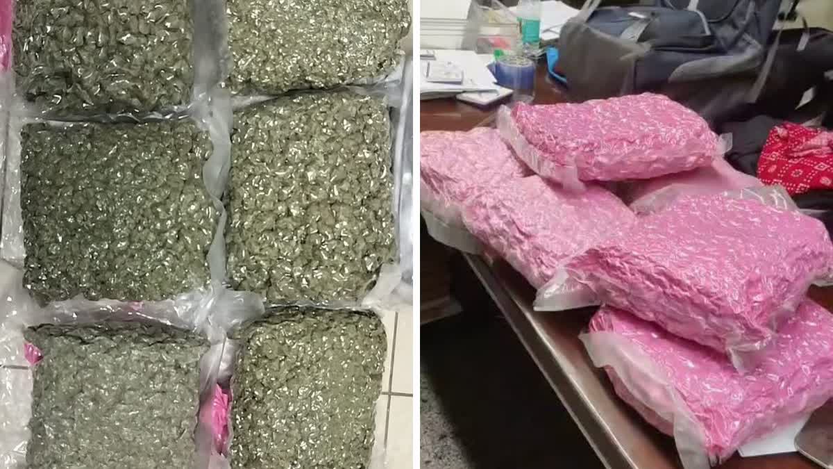 हाइड्रोपोनिक वीड बरामद