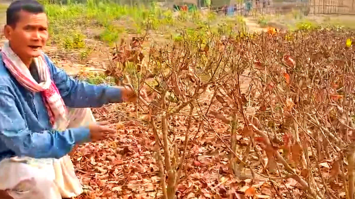 Small tea planters in Sarupathar are facing severe crisis