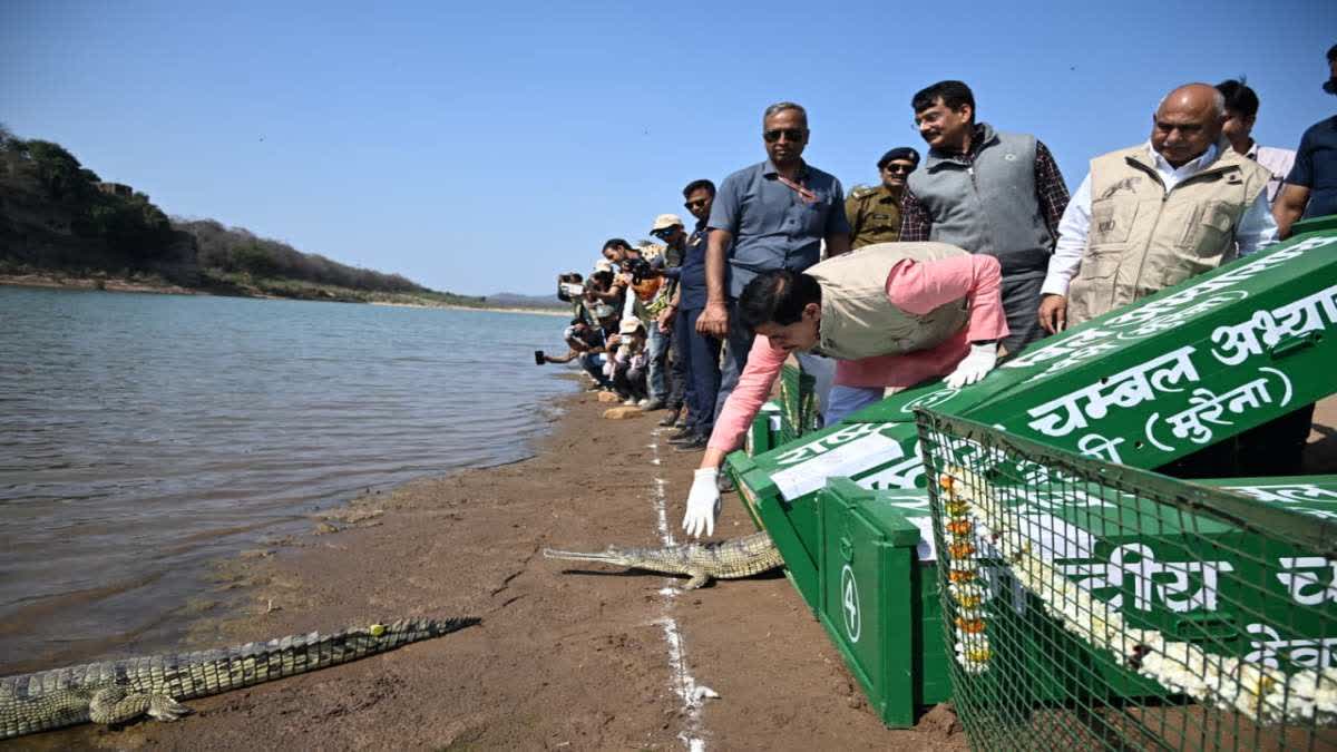 SHEOPUR 53 GHARIAL RELEASE