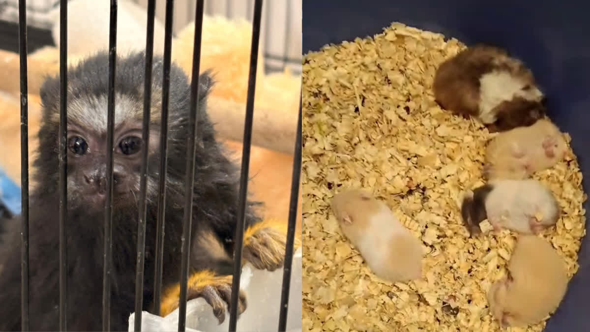 ફ્લેટમાંથી વિદેશી પક્ષી-પ્રાણીઓ મળ્યા