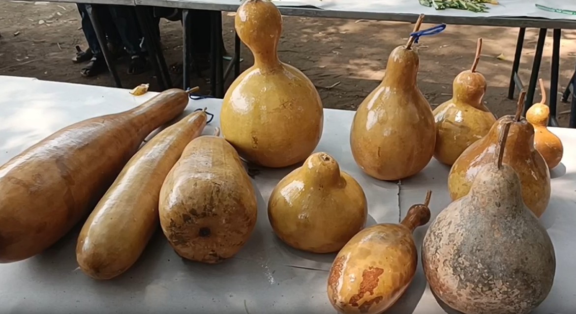 சுரைக்காய் வகைகள்