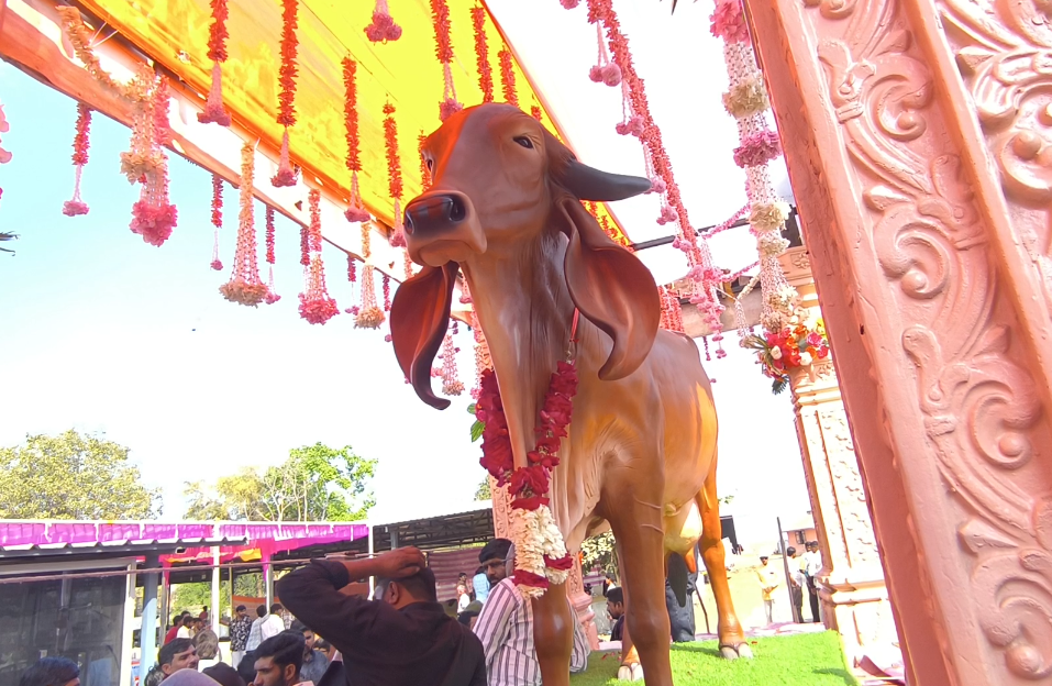 ગૌ વંદના યાત્રાનું ભવ્ય આયોજન