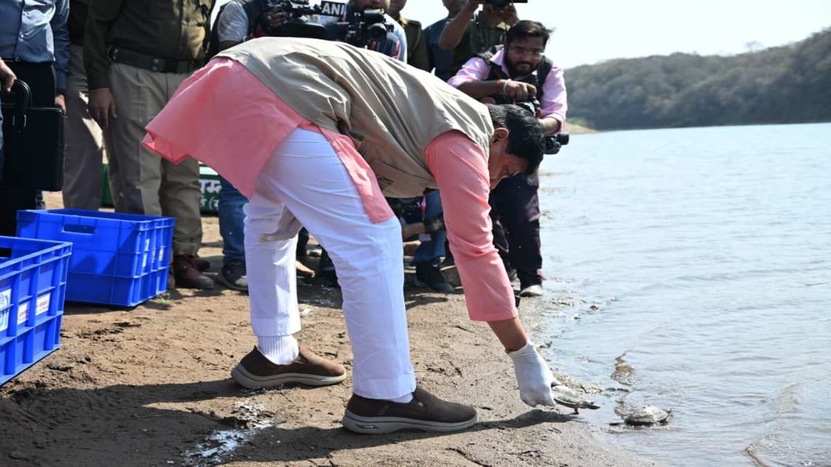 25 turtles released kuno river